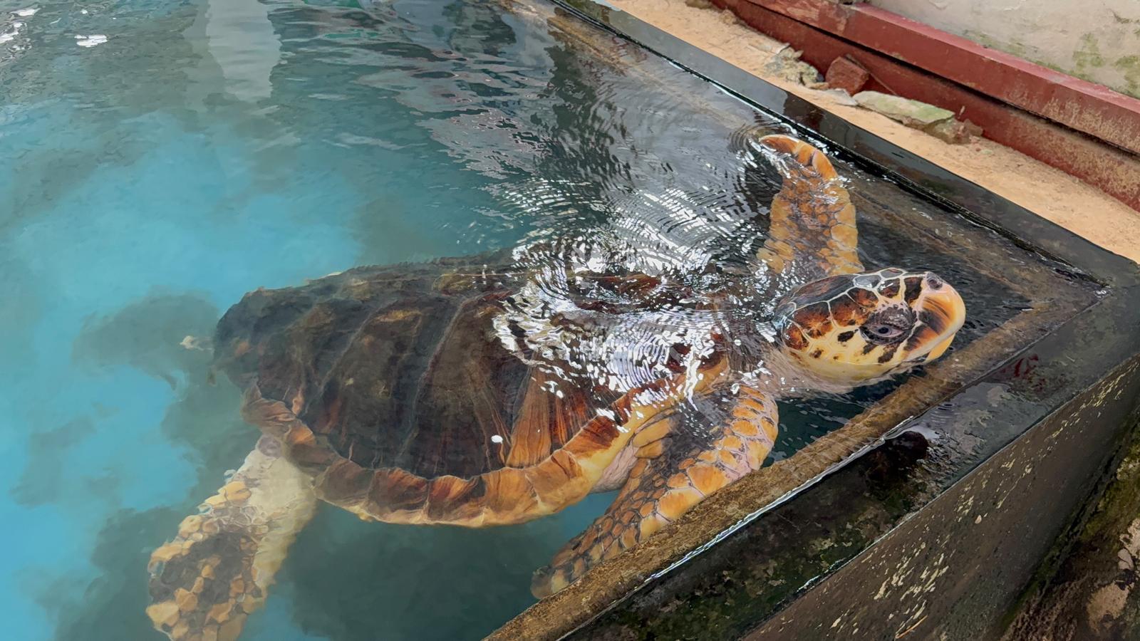 Sea Turtle Hatchery – centrum starostlivosti o korytnačky